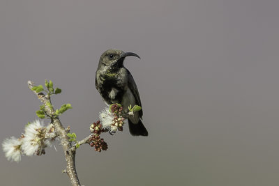 Dusky Sunbird - Roethoningzuiger - Souimanga fuligineux (m)