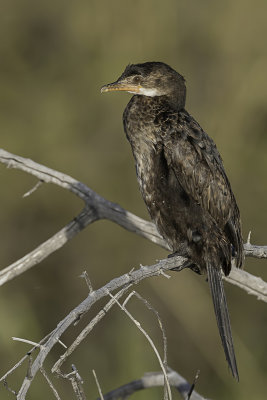 Reed Cormorant - Afrikaanse Dwergaalscholver - Cormoran africain