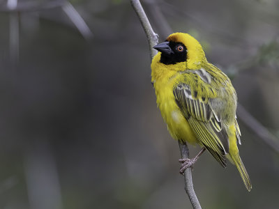 Southern Masked Weaver - Maskerwever - Tisserin  tte rousse (m)