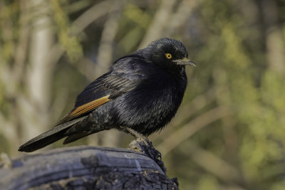 Pale-winged Starling - Vaalvleugelspreeuw - Rufipenne nabouroup