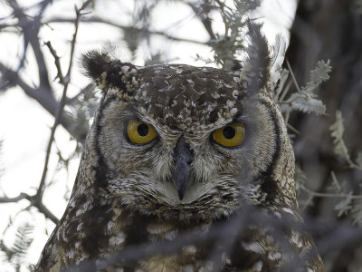 Spotted Eagle-Owl - Afrikaanse Oehoe - Grand-duc africain