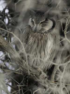 Southern White-faced Owl - Zuidelijke Witwangdwergooruil - Petit-duc de Grant
