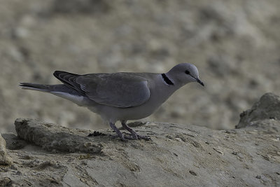 Ring-necked Dove - Kaapse Tortel - Tourterelle du Cap