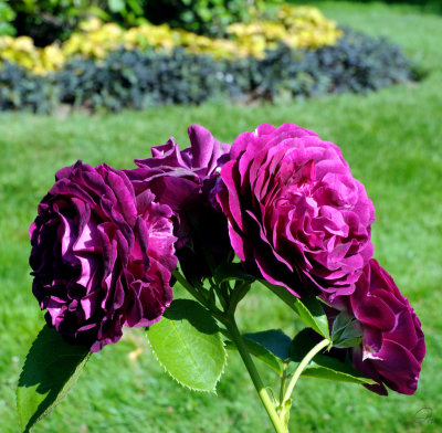 Halifiax Public Gardens - Flowers