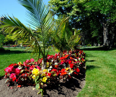 Halifiax Public Gardens - Flower bed