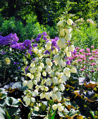 Halifiax Public Gardens - Flowers