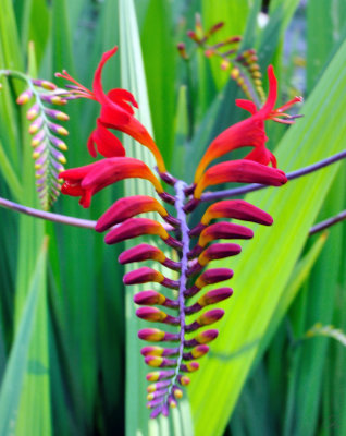 Halifiax Public Gardens - Crocosmia Lucifer