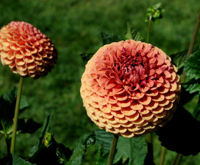 Halifiax Public Gardens - Hy Suntan