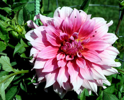 Halifiax Public Gardens - Tribune's Emily Joyce