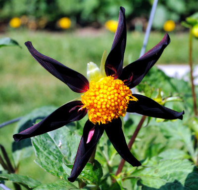 Halifiax Public Gardens - Verrone's Obsidian