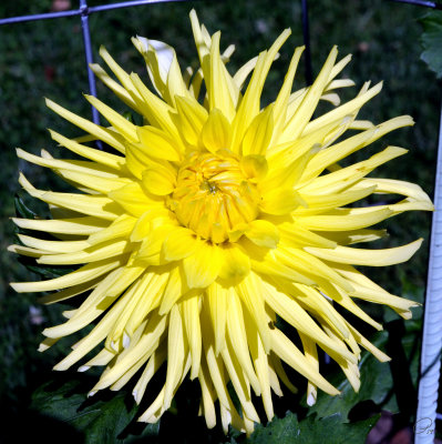 Halifiax Public Gardens - Chimicum Julia