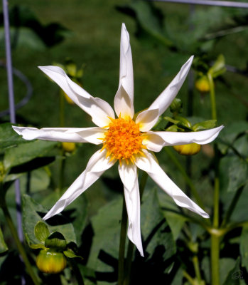 Halifiax Public Gardens - Juul's Star