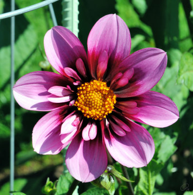 Halifiax Public Gardens - Bloomquist Sweet