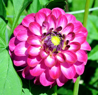 Halifiax Public Gardens - Daniel Edward