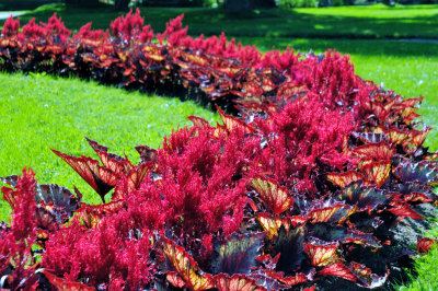 Halifiax Public Gardens - Flower bed