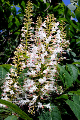 Halifiax Public Gardens - Delicate white flowers