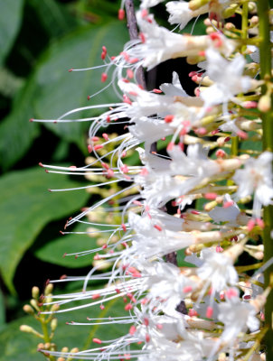 Halifiax Public Gardens - Delicate white flowers - detail