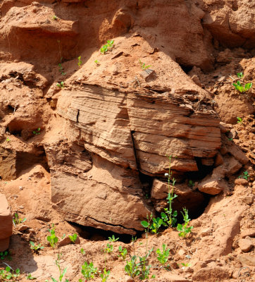 Face in the rock?