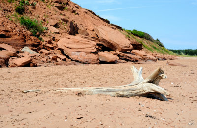 Driftwood