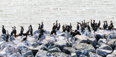 Double-crested cormorans