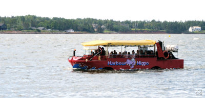 Harbour Hippo