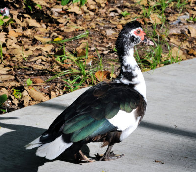 Muscovy Duck