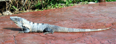Iguana at Ventura Fly and Ride