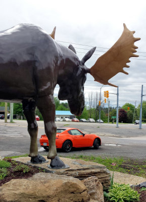 The Moose is Looking for a Snack