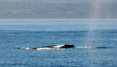 Humpback Whale