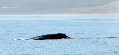 Humpback Whale