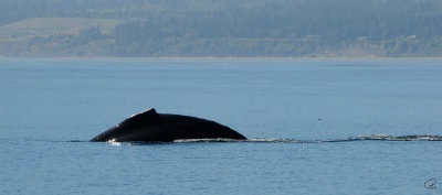 Humpback Whale