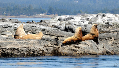 Steller Sea Lions