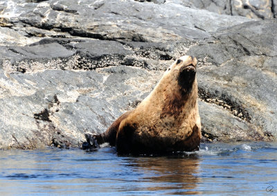 Steller Sea Lion