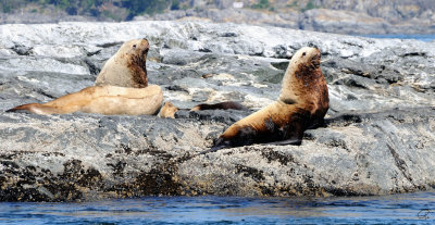 Steller Sea Lions