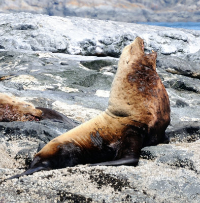Steller Sea Lions