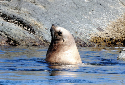 Steller Sea Lion