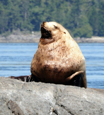 Steller Sea Lion