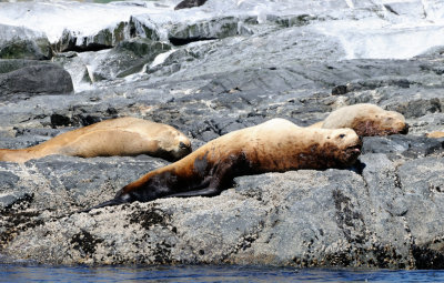 Steller Sea Lions