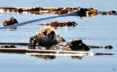 Ollie the Sea Otter