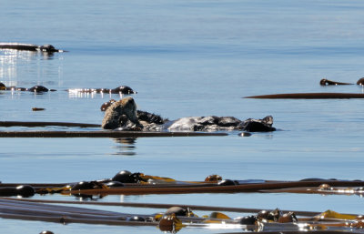 Ollie the Sea Otter