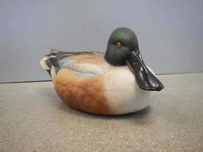 Shoveler Decoy