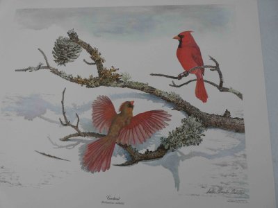 Cardinals in Winter Print by Sallie Middleton