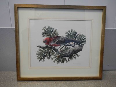 Pine Grosbeak Framed Print