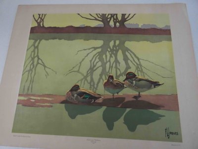Green-winged Teal and Willow