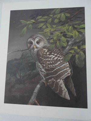 Barred Owl Print