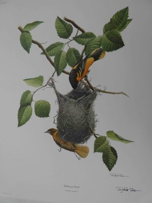 Baltimore Oriole Print