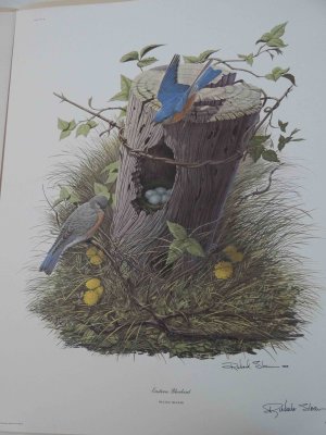 Eastern Bluebird Print