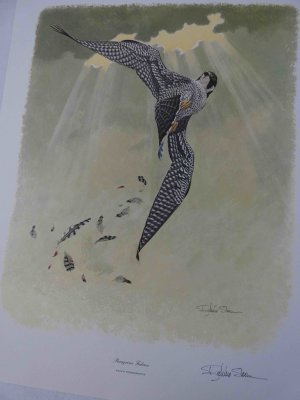 Peregrine Falcon Print