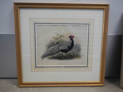 Anderson's Pheasant Framed Print