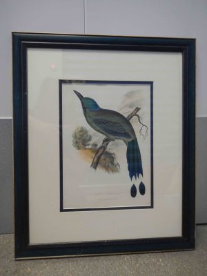 Andean Motmot Framed